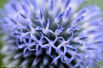 Bleuets FLO_A53