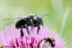 butinage abeille charpentière ABE_A02