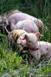 Cochonnets en vadrouile MAM_A11