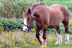 Cheval breton, île de Batz MAM_A01