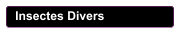 Insectes Divers