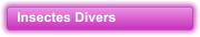 Insectes Divers