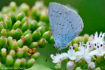 Argus bleu nacré PAP_A11