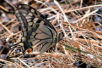 Machaon PAP_A34