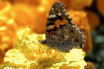 Petite tortue PAP_A27