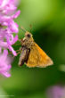 Sylvain PAP_A54