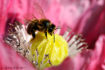 butinage d'une abeille ABE_A03