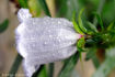 FLO_A39