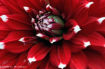 Dahlia FLO_A43