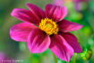 FLO_A44