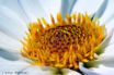 FLO_A48