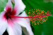 FLO_A49