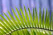 FLO_A53