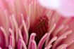 Magnolias FLO_A54