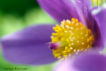 FLO_A56