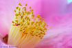 Camelias FLO_A57