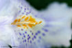 FLO_A65