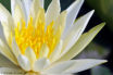 Nénuphar FLO_A73