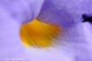 FLO_A80