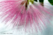 FLO_A81