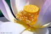 Lotus FLO_A84