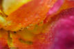 pétale de rose FLO_A88