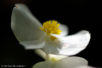 Bégonia FLO_A94