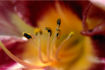 FLO_A116