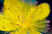 FLO_A75