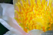 Nénuphar FLO_A33