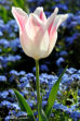 Tulipe FLO_B01