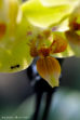 Orchidée FLO_B17