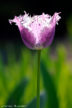 Tulipe FLO_B27