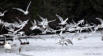 Envol de mouettes sur lac gelé OIS_M33