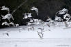 Envol de mouettes sur lac gelé OIS_M34