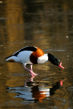 Promenade sur lac gelé OIS_T03