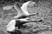 Cygnes en lutte OIS_T74