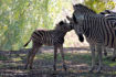 FAU_A15 Parc animalier de Thoiry