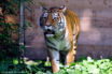 FAU_A31 Parc animalier de Thoiry